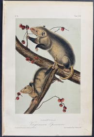 Audubon - Virginian Opossum. 66