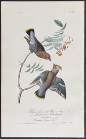 Audubon - Black throated Wax-wing or Bohemian Chatterer. 245