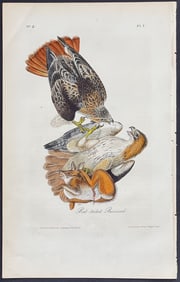 Audubon - Red-tailed Buzzard. 7