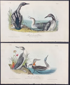 Audubon - Pair of Diver Lithographs