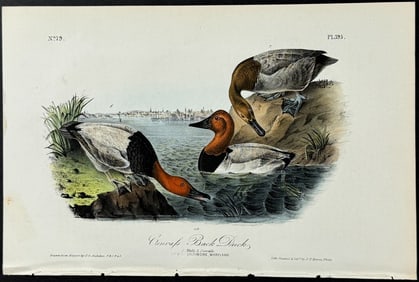 Audubon - Canvass Back Duck. 395