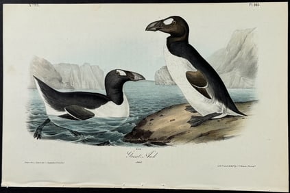 Audubon - Great Auk (Extinct). 465