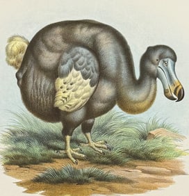 Fitzinger - Dodo Bird