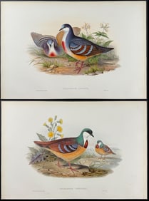 Gould - Pair of Pigeon Lithographs