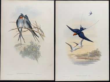 Gould - 4 Swift & Swallow Lithographs