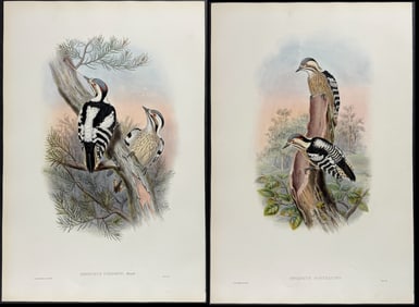 Gould - 4 Pygmy Woodpecker Lithographs