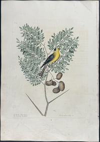 Catesby, First Ed - American Goldfinch with Acacia. 1-43