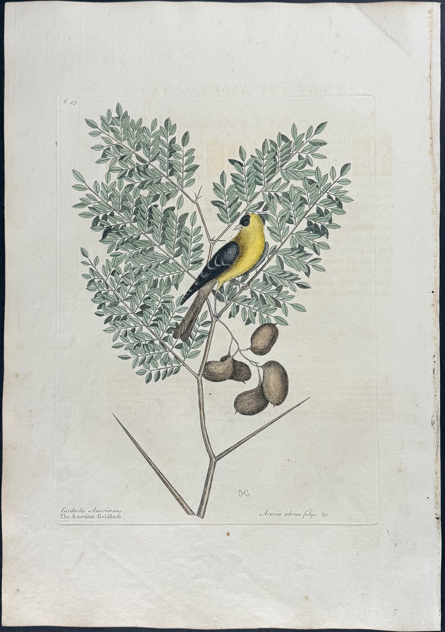 Catesby, First Ed - American Goldfinch with Acacia. 1-43: We are pleased to offer this folio engraving from Mark Catesby?s The Natural History of Carolina, Florida and the Bahama Islands: Containing the Figures of Birds, Beasts, Fishes, Serpents, Insects, an