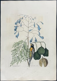Catesby, First Ed - Bahama Finch with Broadleaved Guajacum with Blue Flowers. 1-42