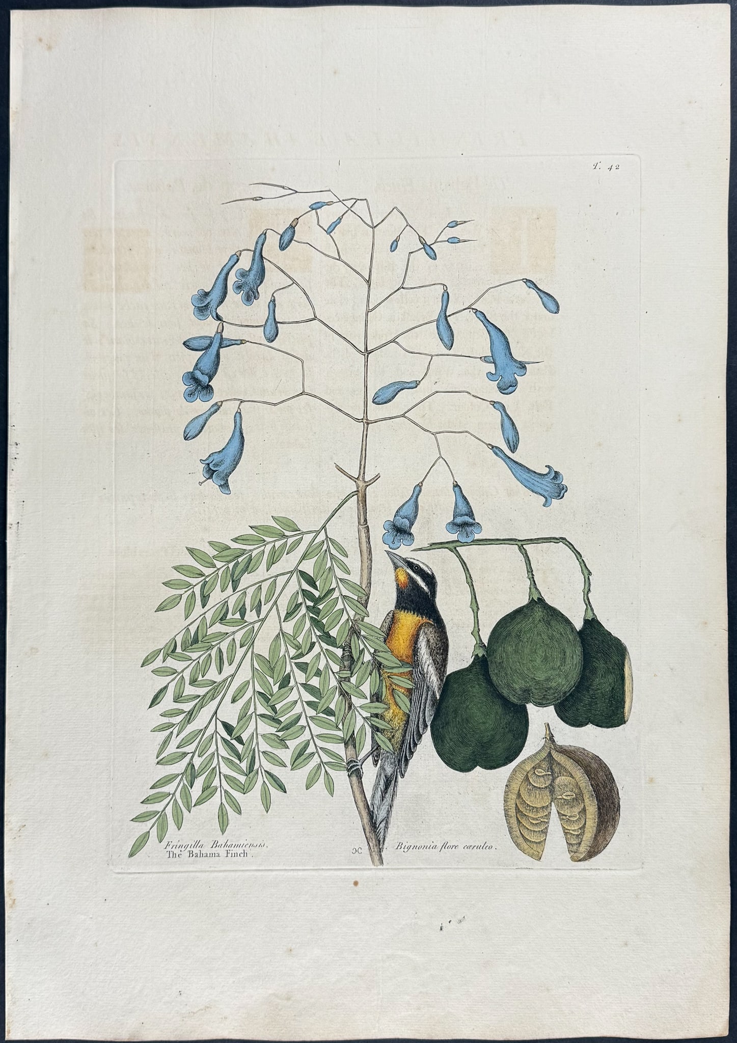 Catesby, First Ed - Bahama Finch with Broadleaved Guajacum with Blue Flowers. 1-42: We are pleased to offer this folio engraving from Mark Catesby?s The Natural History of Carolina, Florida and the Bahama Islands: Containing the Figures of Birds, Beasts, Fishes, Serpents, Insects, an