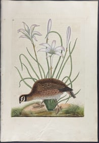 Catesby, First Ed - American Partridge with Attamusco Lily. Sup-12