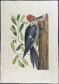 Catesby, First Ed - Larger Red crested Woodpecker with Live Oak. 1-17