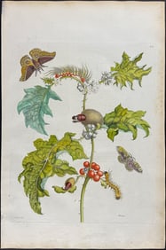 Merian, Folio - Plant & Moth Metamorphosis. 6