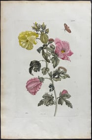 Merian, Folio - Hibiscus or Rose of Sharon & Moth Metamorphosis. 37