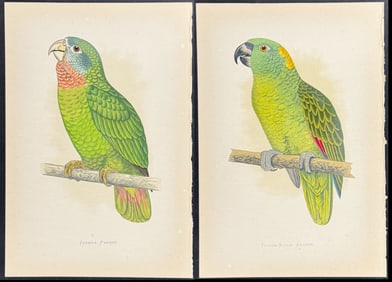 Greene - 4 Amazon & Parrot Prints