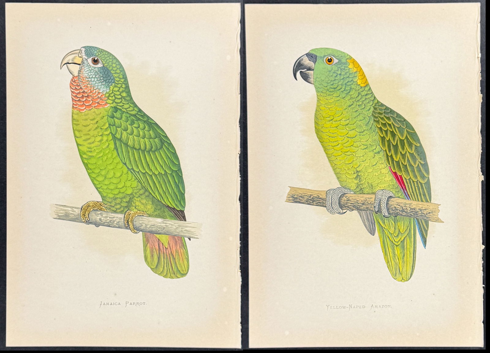 Greene - 4 Amazon & Parrot Prints (1 of 5)