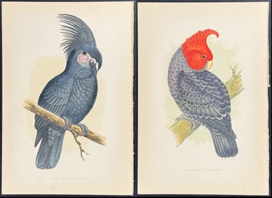 Greene - Pair of Cockatoo Prints
