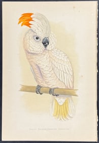 Greene - Great Salmon-crested Cockatoo