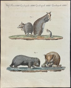 Bertuch - Kangaroo, Wombat. 75
