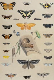 Angas, Australia - Native Australian Butterflies or Moths