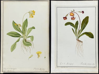 4 Original Watercolors of Primula after Nebl, Ledl, Ledelmaier for Jacquin (according to Linnaeus