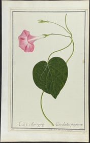 Original Watercolor of Bindweed (Convolvulus purpureus) after Nebl for Dillen (according to Linnaeus