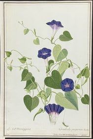 Original Watercolor of Bindweed (Convolvulus purpureus) after Ledl for Dillen (according to Linnaeus