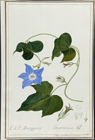 Original Watercolor of Bindweed (Covolvulus) after Ledl for Dillen (according to Linnaeus system)