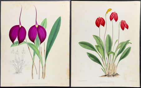 Warner - 4 Masdevallia Orchid Prints