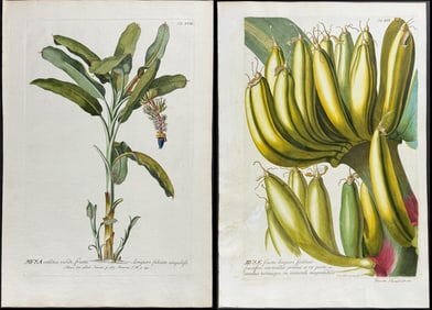 Trew & Ehret - 3 Banana Engravings