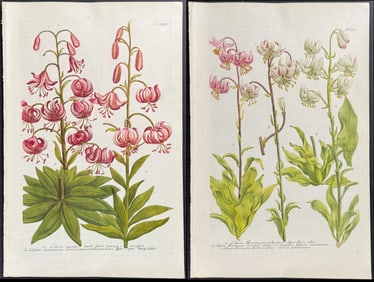 Weinmann - Pair of Lily Engravings