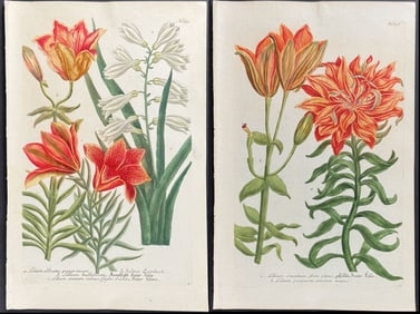 Weinmann - Pair of Lily Engravings