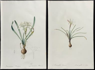 Redoute, Folio - Pair of Botanical Engravings (Sea Daffodil & Rain-Lily)