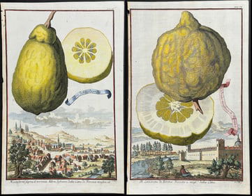 Volckamer - 4 Citrus Fruit Engravings