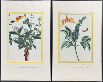 Buchoz - 4 Botanical & Insect Engravings