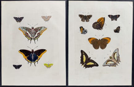Drury - 4 Butterfly Engravings