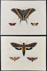Drury - 4 Moth Engravings