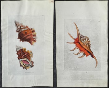 Shaw & Nodder, On Vellum - 4 Shell Engravings