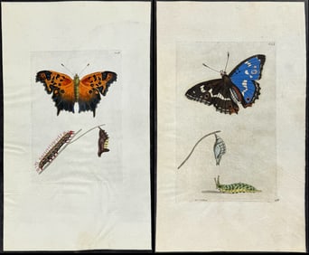 Shaw & Nodder, On Vellum - 5 Moth or Butterfly Engravings