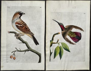 Shaw & Nodder, On Vellum - 7 Bird Engravings
