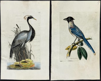 Shaw & Nodder, On Vellum - 5 Bird Engravings (Crow, Crane, Parrot, Duck, Curlew)