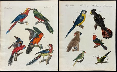 Bertuch - 3 Bird Engravings of Parrot, Macaw, Cockatoo
