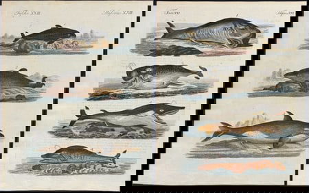 Bertuch - 4 Engravings of Dolphin, Whale, Narwhal