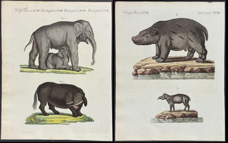 Bertuch - 5 Engravings of Hippopotamus, Seal, Horse, Mule, Quagga, Elephant