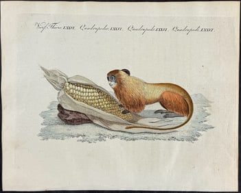 Bertuch - Golden Lion Tamarin with Corn. 76