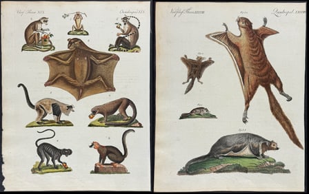 Bertuch - Pair of Mammal Engravings of Flying Squirrel, Bat, Lemur
