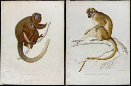 Saint-Hilaire - 5 Monkey or Primate Lithographs