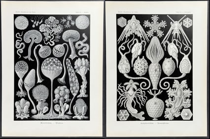 Haeckel - 3 Natural History Prints