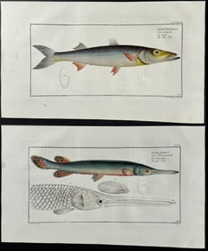 Bloch, Folio - 3 Fish Engravings