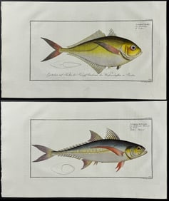 Bloch, Folio - 3 Mackrel Engravings